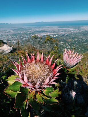 Table Mountain